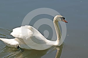 White swan