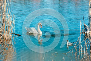 White swan against the backdrop of a pond with reeds