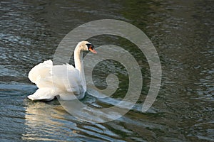 White Swan Anatidae Cygnus Anserinae river Switzerland