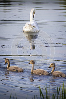 White swan with babies