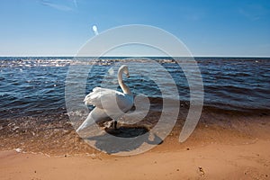 White swan on the Baltic Sea