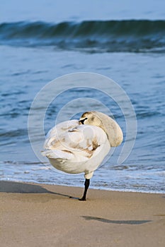 White Swan on the Beach