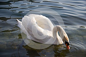 White swan with beack under water eating