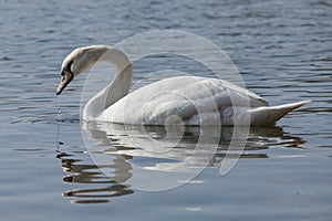 White swan