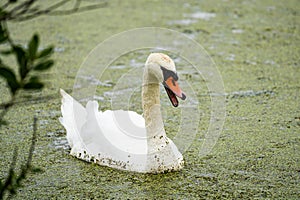 White swan bird swims in a green pond photo