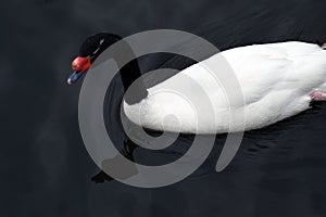 White swan with black head swims on a pond.