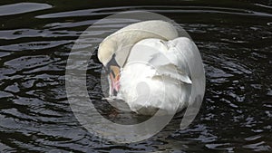 White Swan on Black Water. Swan splashing in water and cleans plumage