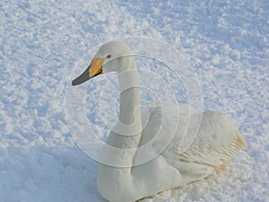 A white swan with black and yellow bill sitting on the snow
