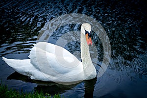 Bianco cigno sul blu 