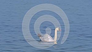 White swan in the blue lake. Morning lights