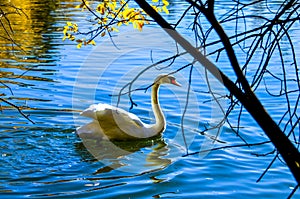 White swan on blue lake photo