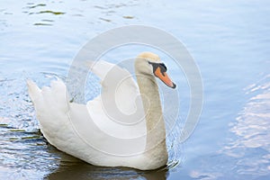 White swan on blue lake water in sunny day, swans on pond.