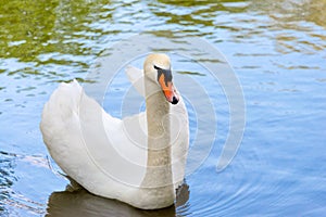 White swan on blue lake water in sunny day, swans on pond.