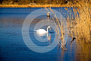 White Swan on a Blue Pond
