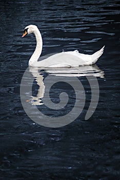 White swan in blue pond.