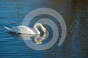White swan on blue pond