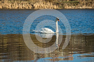 White swan on blue pond