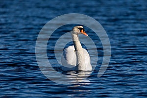 White swan on the calm blue water with ripples