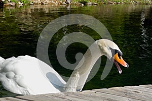 the white swan cackles in close-up