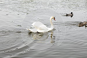 White swan chase ducks