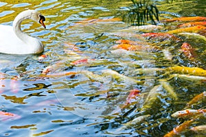 A white swan and Chinese carp swining on a pond, belong to  birds of the family Anatidae within the genus Cygnus