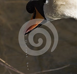 A White Swan in the citypark in milan, is drinking the water in a lake