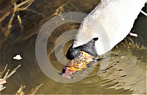 A White Swan in the citypark in milan, is drinking the water in a lake photo