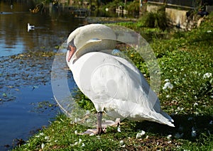 White swan cleaning feathers on the field under sunrays