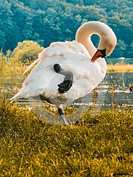 A white swan cleans feathers with its beak, standing on one leg