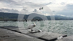 White swan cleans his neck on the shore of the lake