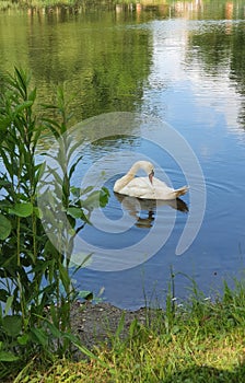 A white swan cleans its feathers on a pond in the Krakow region