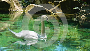 A white swan in a clear lake with a green tint.
