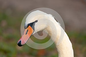 White swan close up