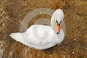 White swan close-up. top view
