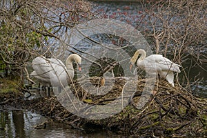 A white swan couple on huge nest.