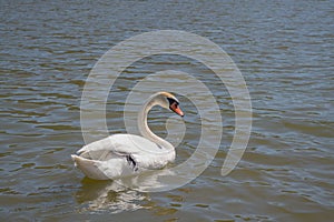 White swan with crippled black webbed paw tucked to side, floats on surface of pond, water droplets flow down from beak.