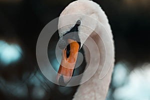 The white swan is so cute
