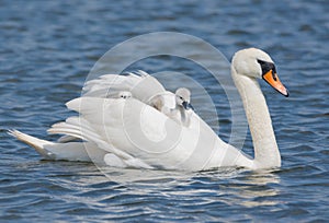 Blanco cisne lindo cachorros sobre el caballo sobre su 