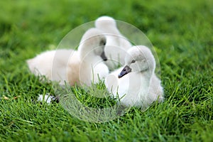 White Swan Cygnets