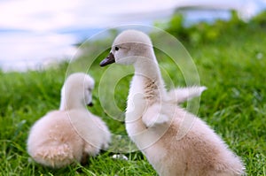 White Swan Cygnets