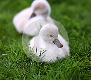 White Swan Cygnets