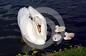 White Swan Cygnets with Mother