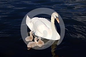 White Swan Cygnets with Mother