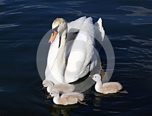 White Swan Cygnets with Mother photo