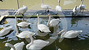 White Swan or Cygnus buccinator in farm