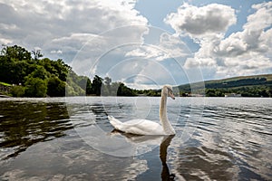 A white swan cygnus on a surface of Loch Lomond lake near Balloch village