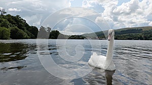 A white swan cygnus on a surface of Loch Lomond lake near Balloch village in slightly cloudy weather