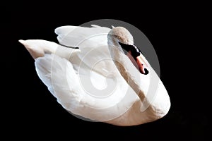 White swan in the dark black night