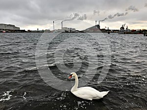 White swan on the dark water in the Ã–resund strait against the background of the factory smoke pipes
