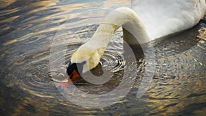 White swan drinking water from lake